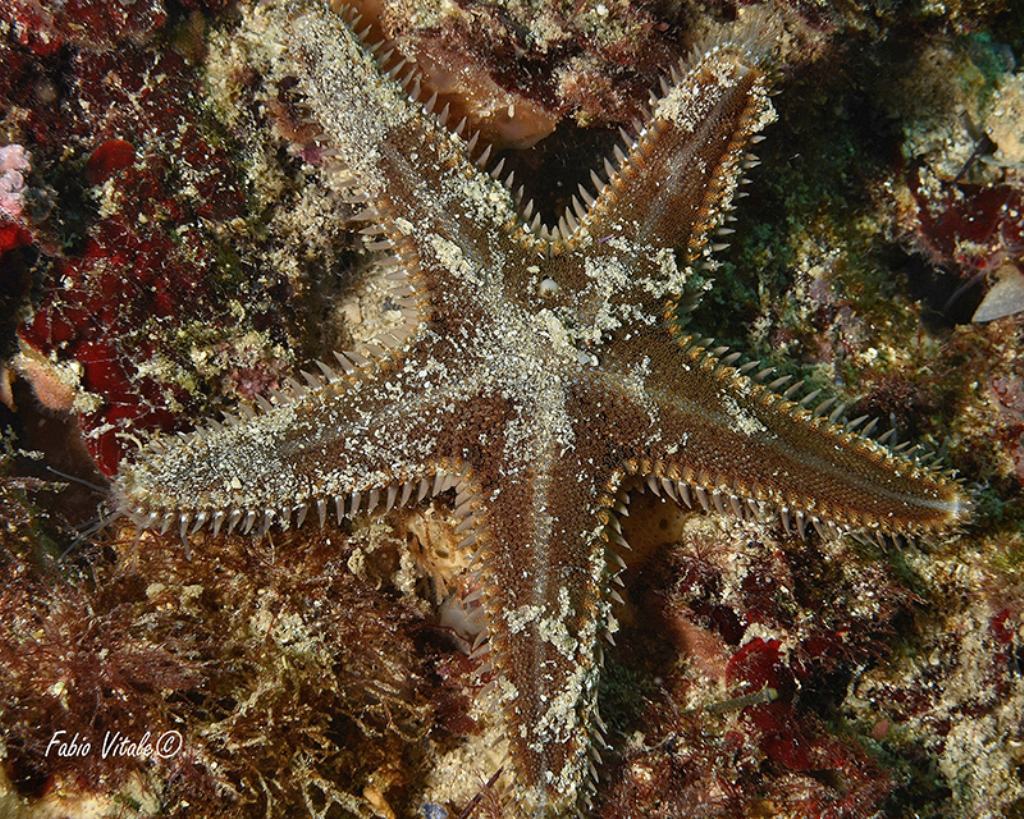 Due Astropecten da Santa Maria al Bagno (LE)